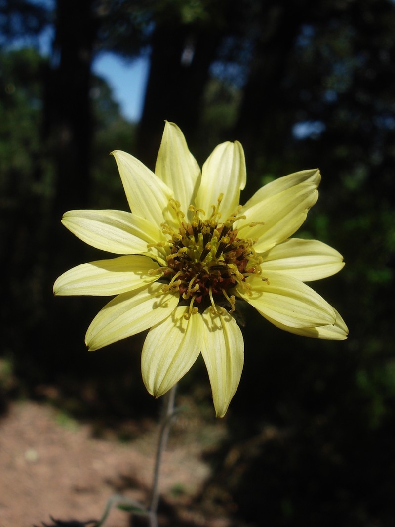 Aldama hispida photo 2