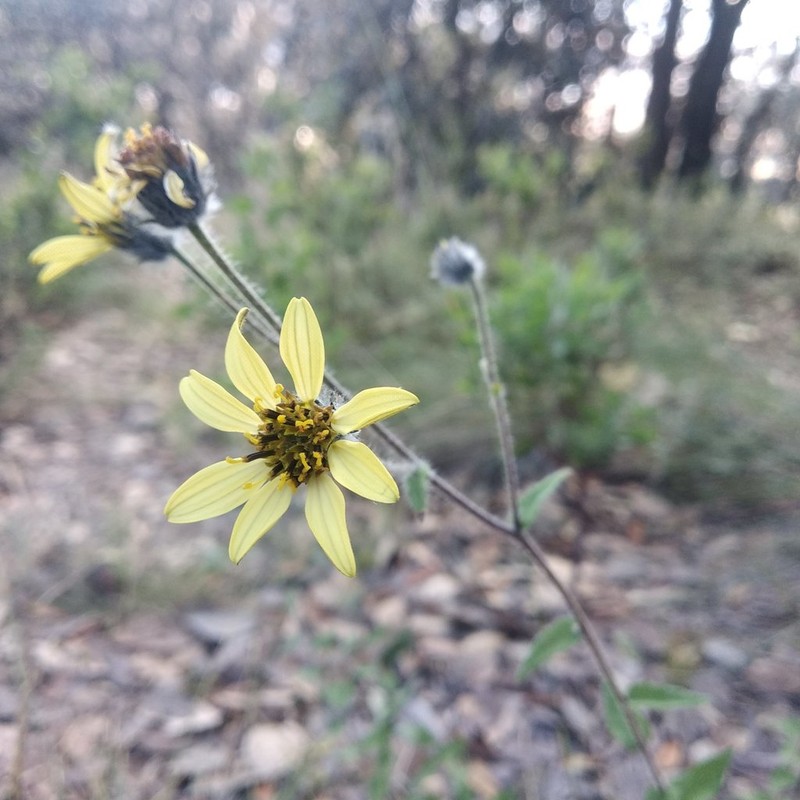 Aldama hispida photo 3
