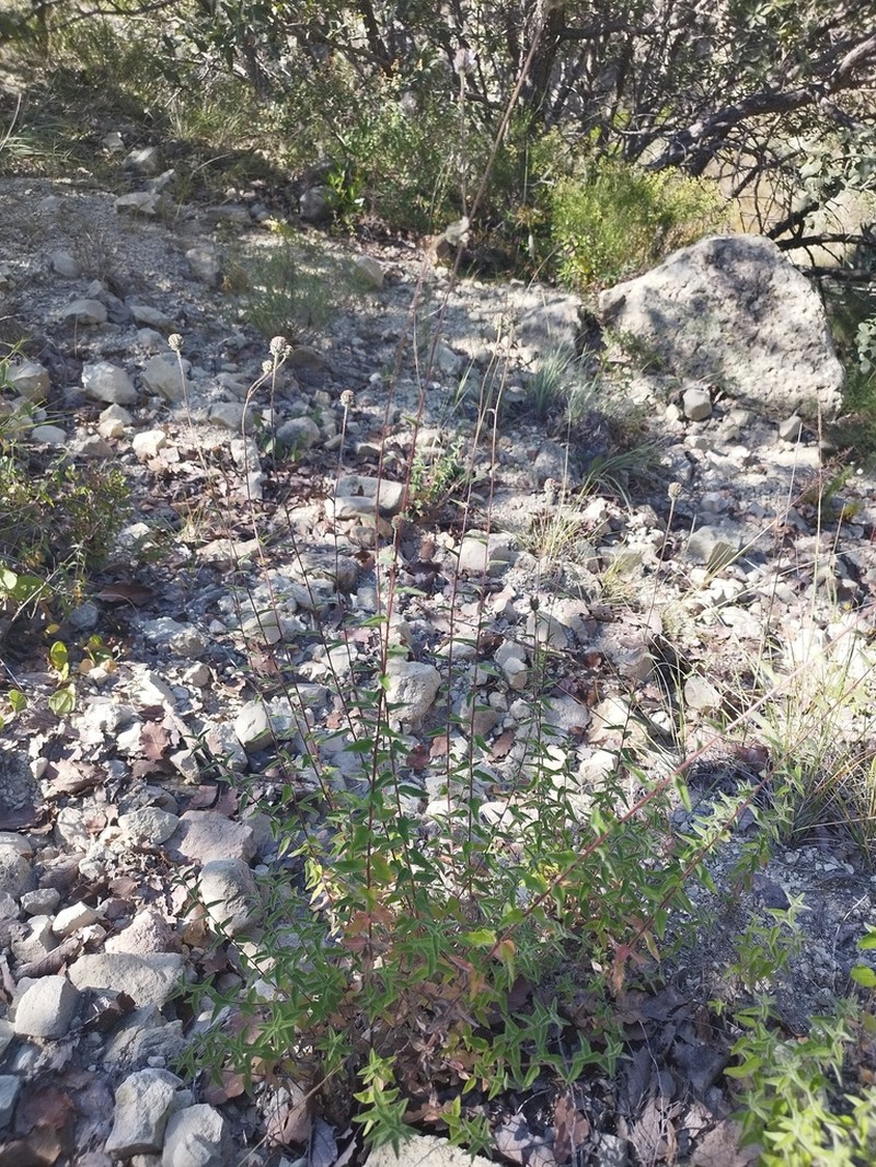 Aldama hispida photo 4