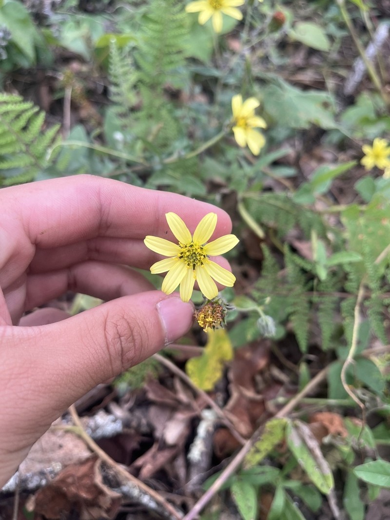 Aldama hispida photo 5