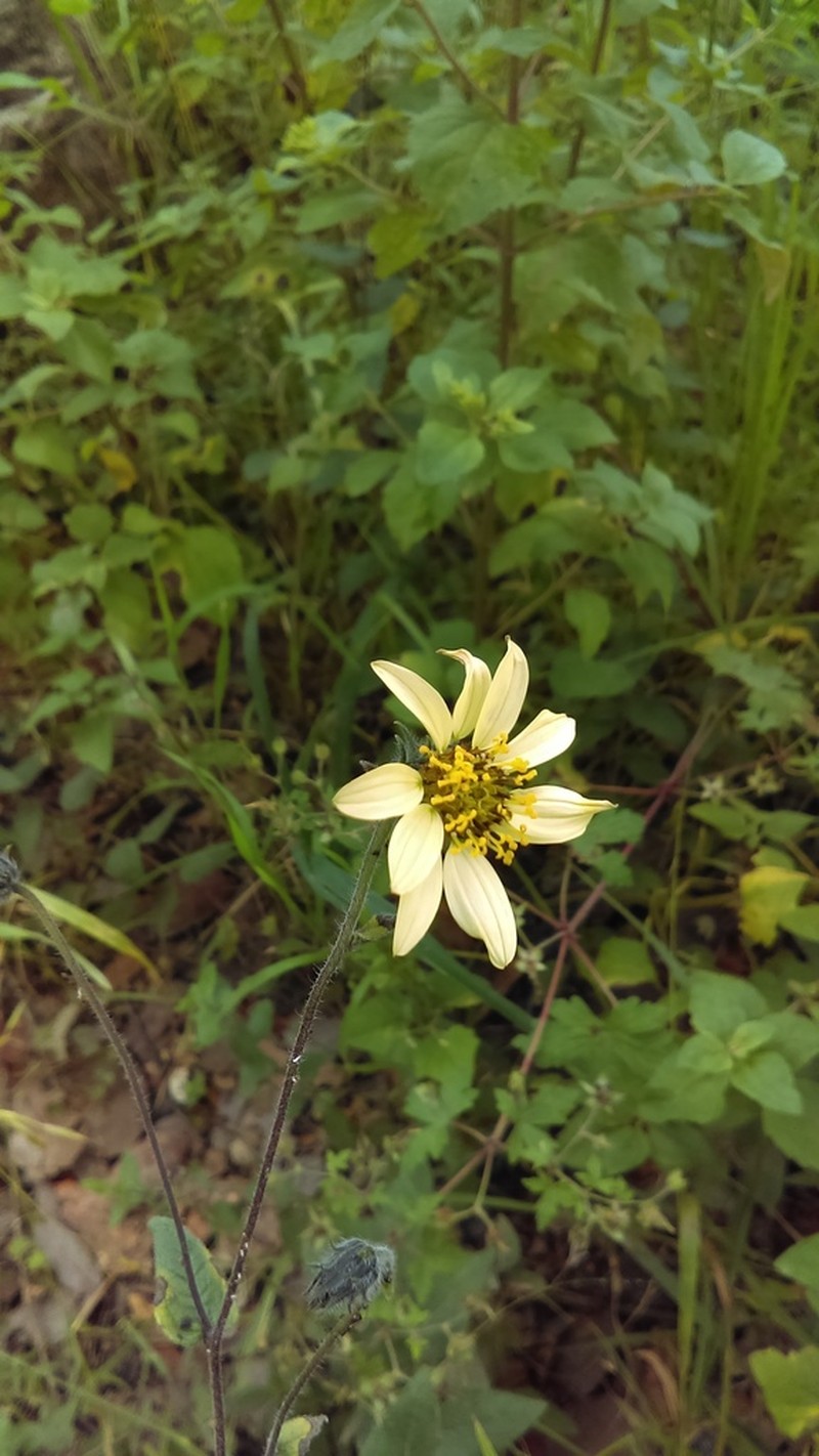 Aldama hispida photo 6