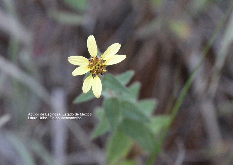 Aldama hispida photo 7