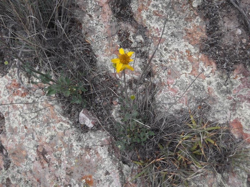 Aldama hispida photo 8