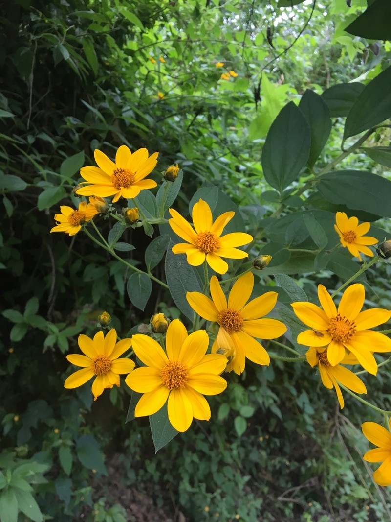 Aldama hypochlora