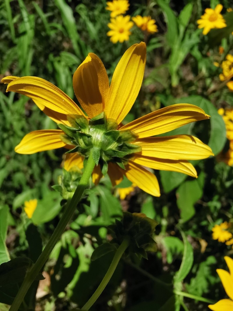 Aldama hypochlora photo 2