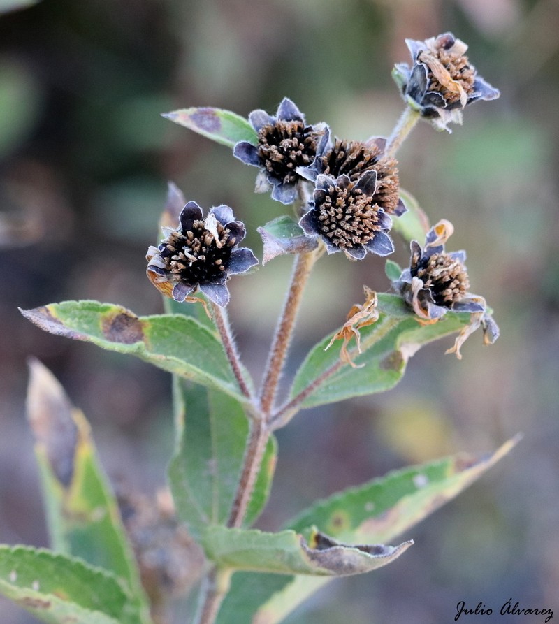 Aldama hypochlora photo 4