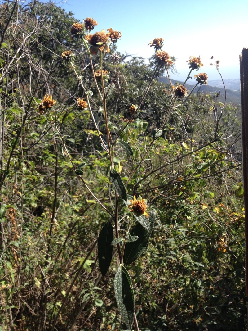 Aldama hypochlora photo 5