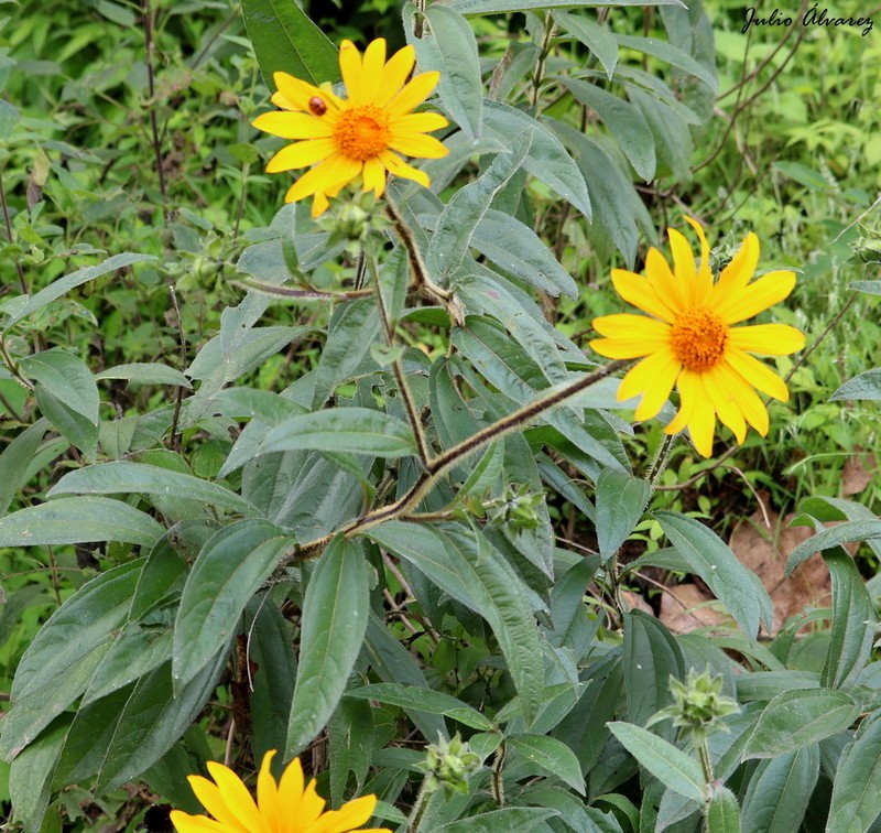 Aldama hypochlora photo 7