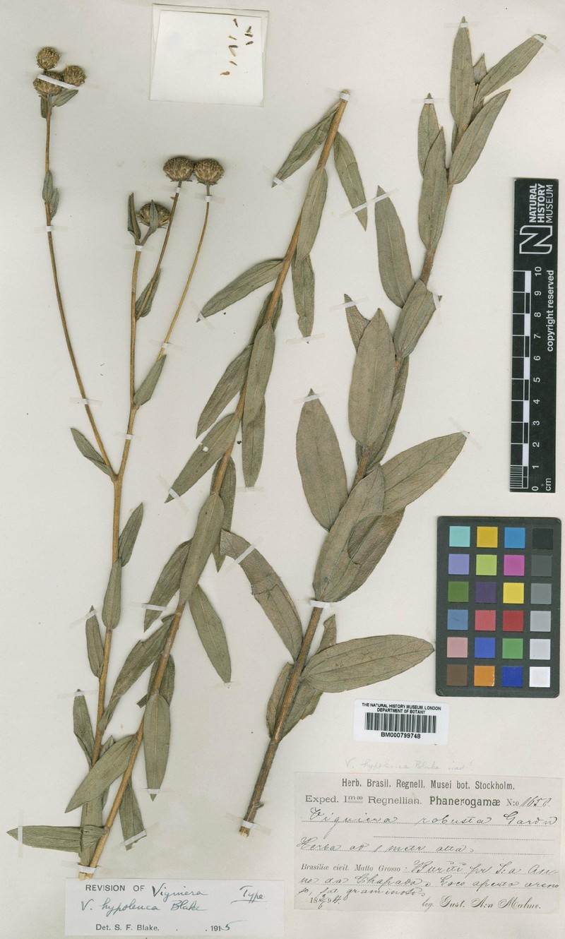 Aldama hypoleuca