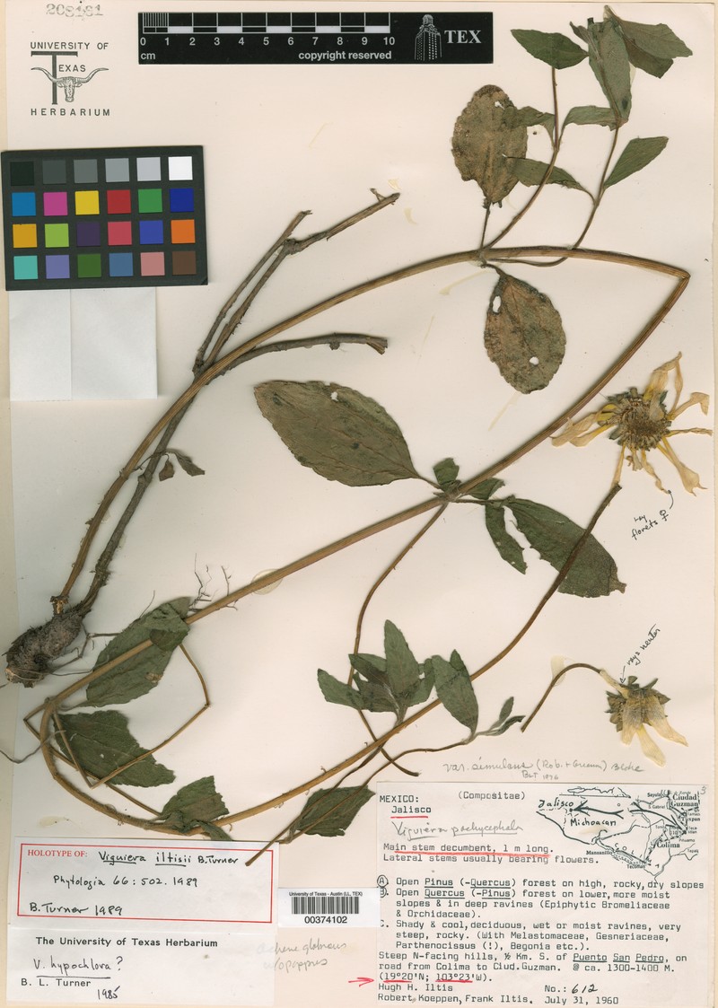 Aldama iltisii