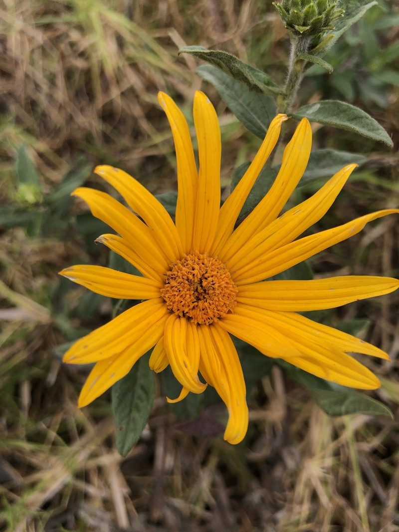 Aldama incana
