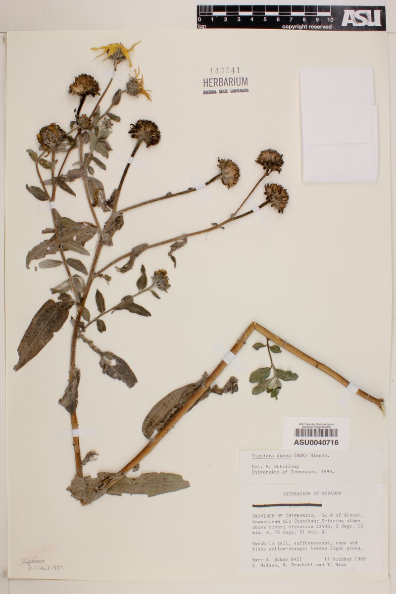Aldama incana photo 4