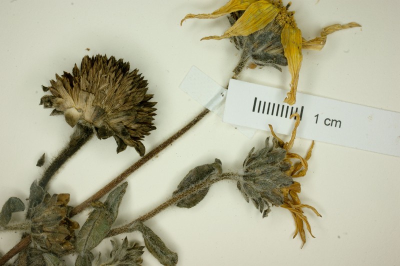 Aldama incana