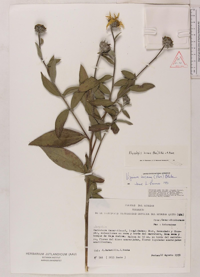 Aldama incana photo 2