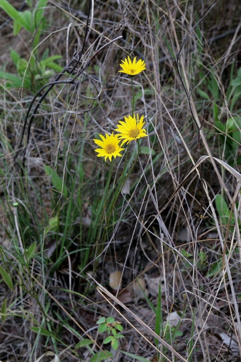 Aldama kunthiana photo 3