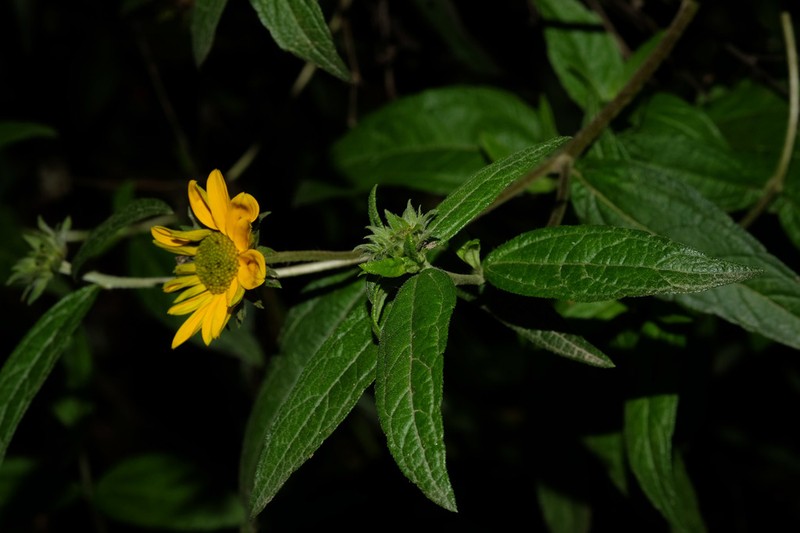 Aldama lanceolata