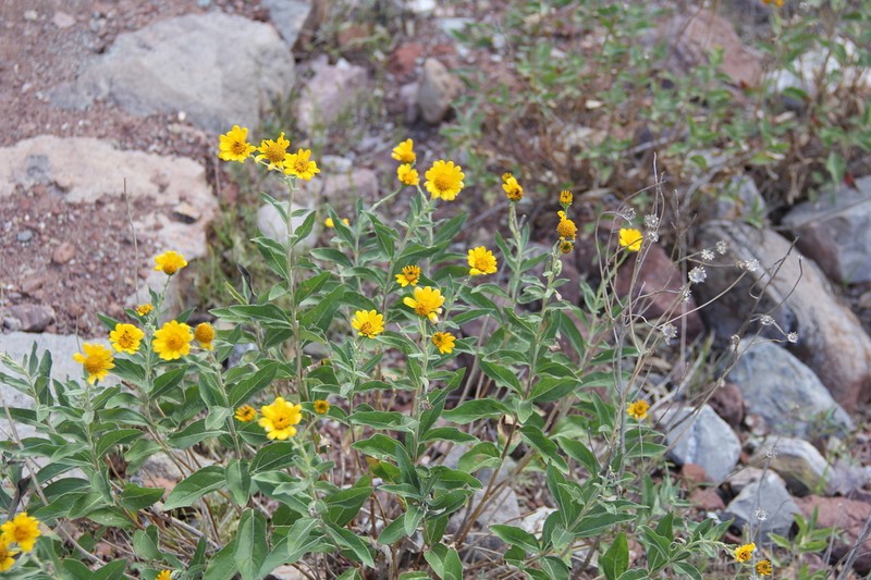 Aldama lanceolata photo 2