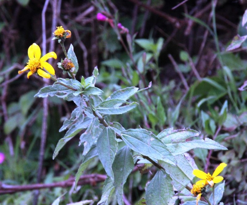Aldama lanceolata photo 3