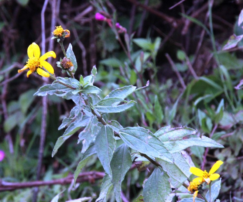 Aldama lanceolata photo 5