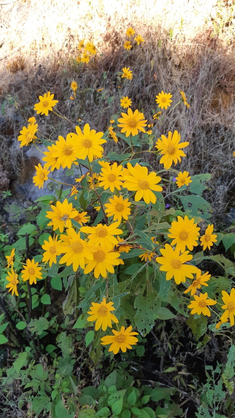 Aldama latibracteata