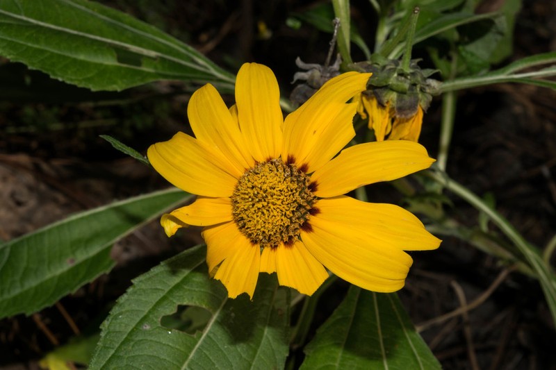 Aldama latibracteata photo 2