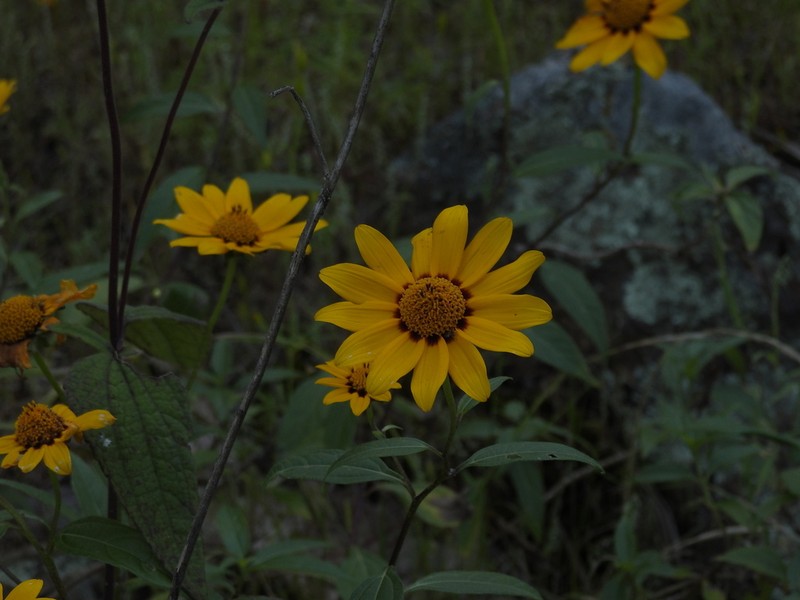 Aldama latibracteata photo 3
