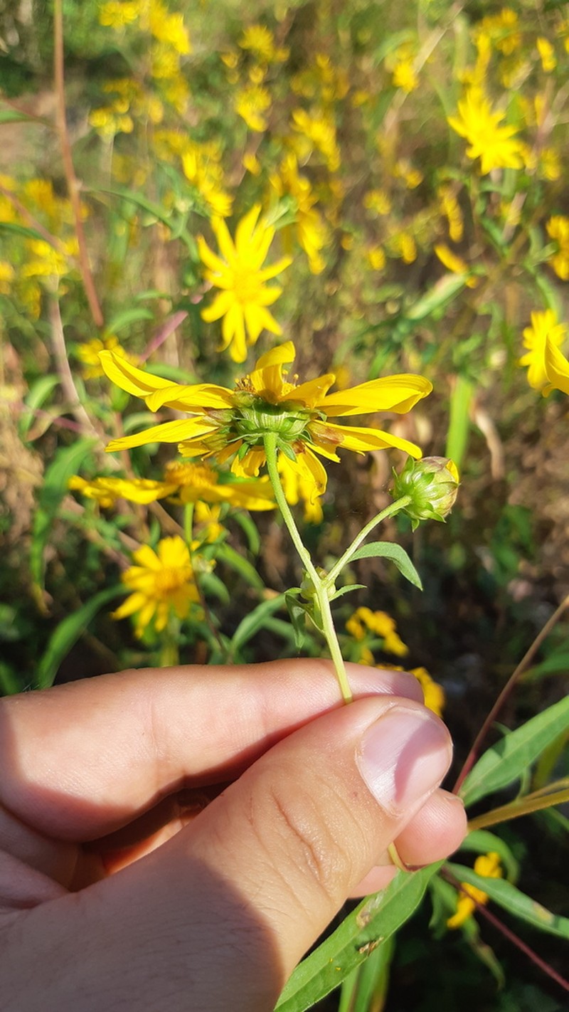 Aldama latibracteata photo 4