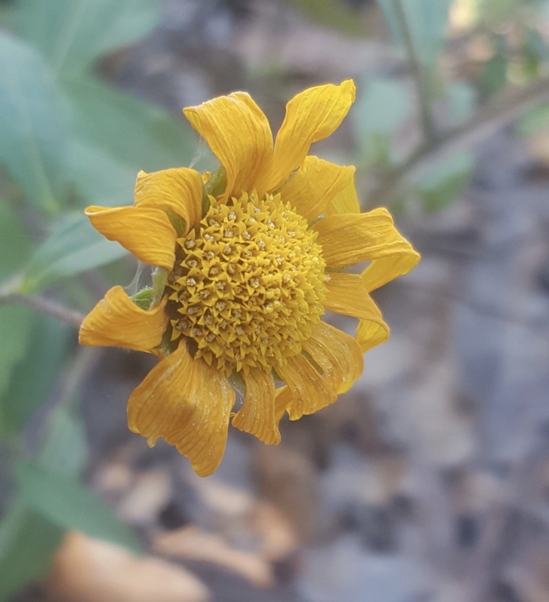Aldama latibracteata photo 5