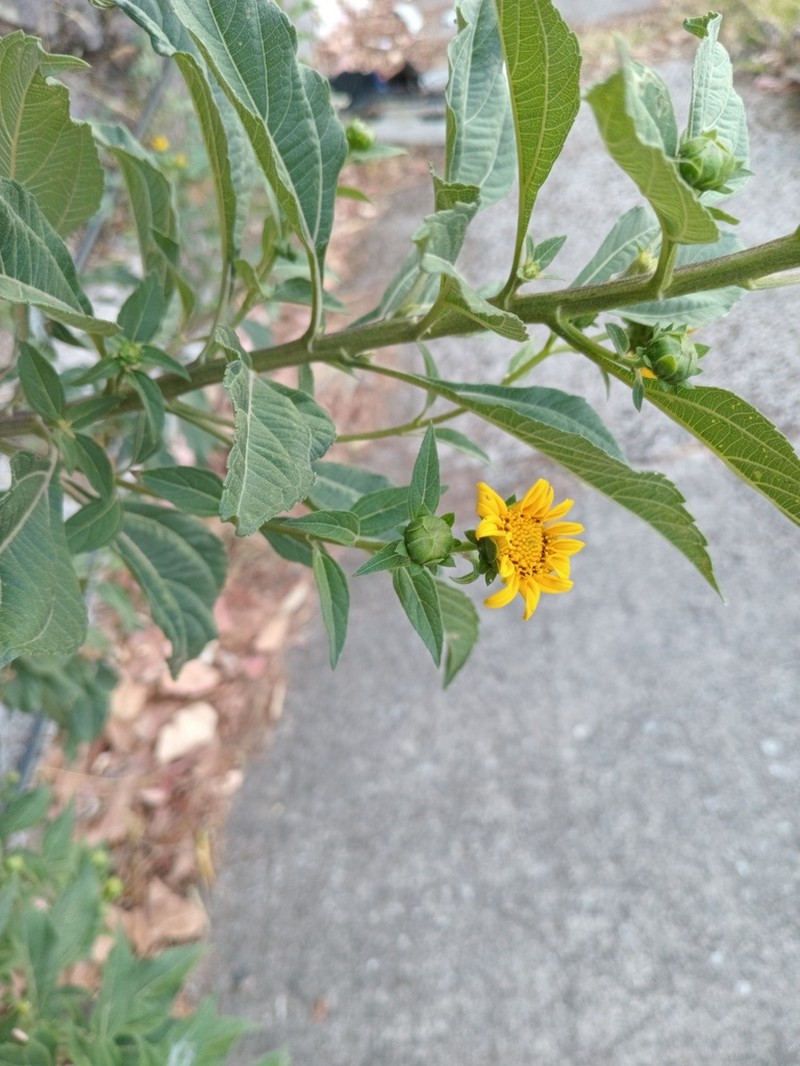 Aldama latibracteata photo 6