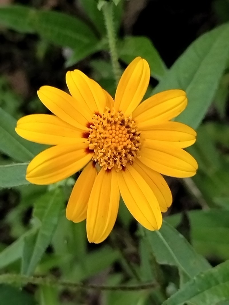 Aldama latibracteata photo 7