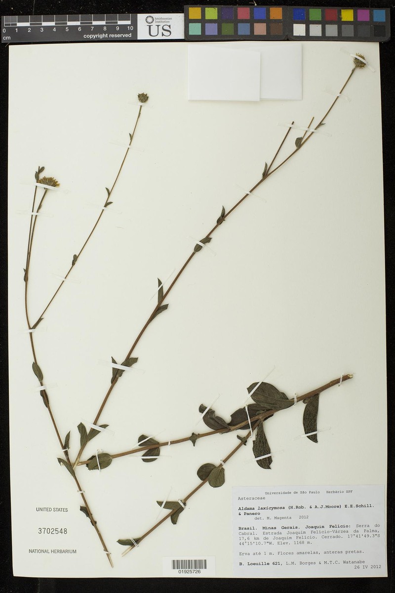 Aldama laxicymosa