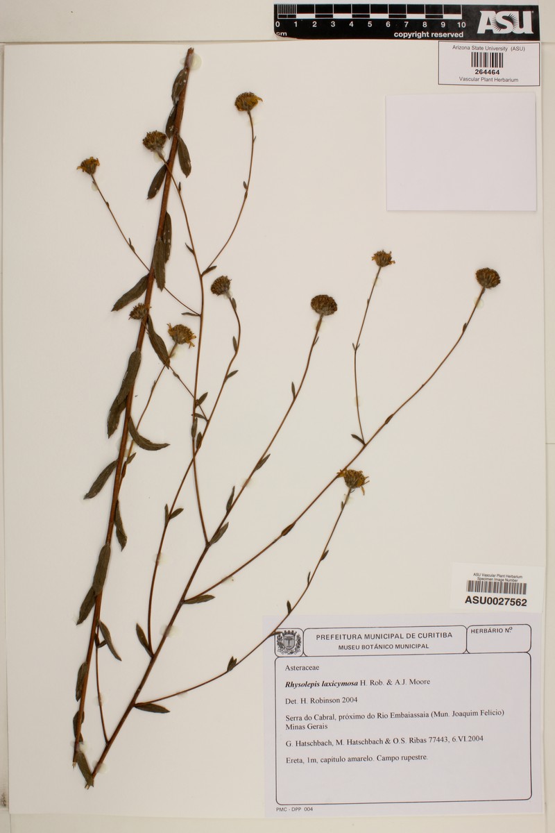 Aldama laxicymosa photo 2