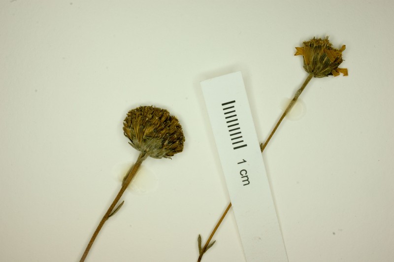 Aldama laxicymosa