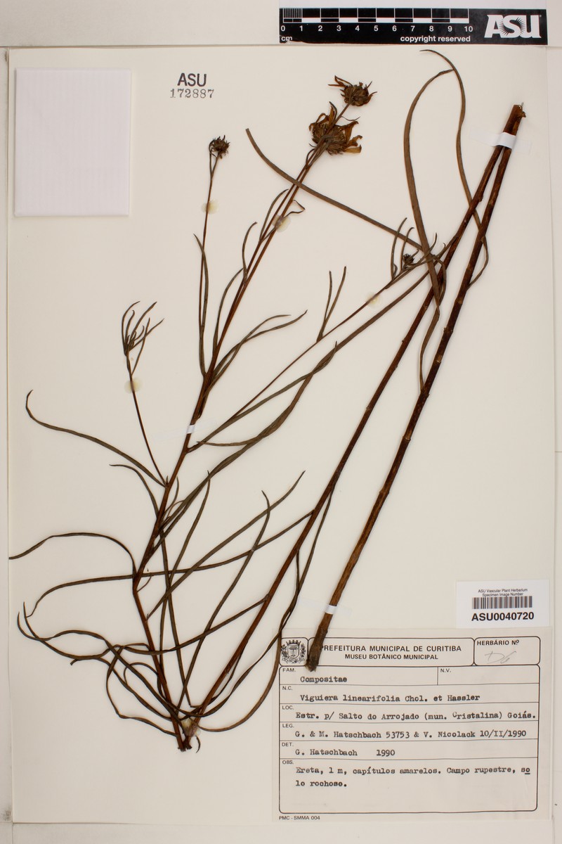 Aldama linearifolia