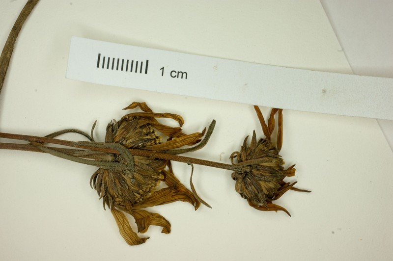 Aldama linearifolia