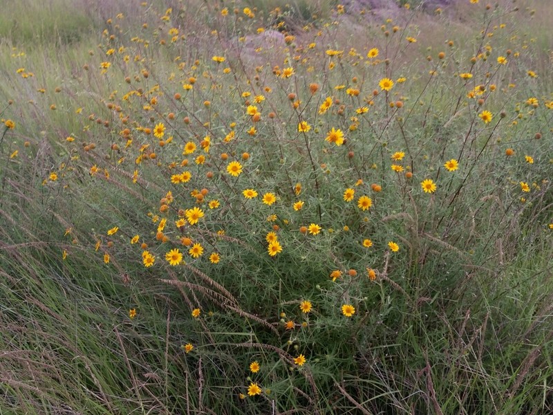 Aldama linearis