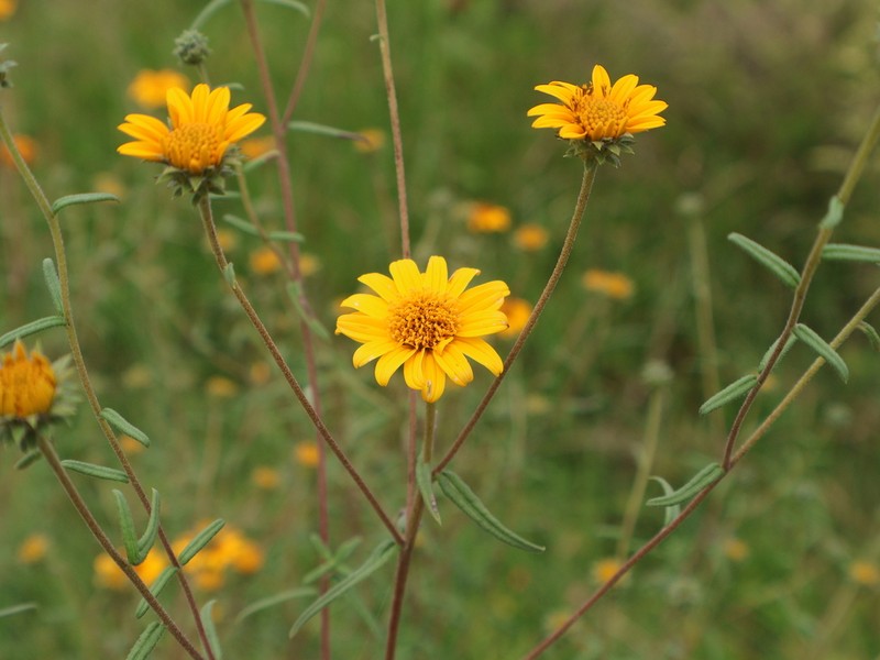 Aldama linearis photo 2
