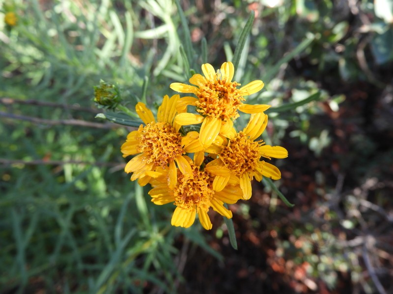 Aldama linearis photo 3