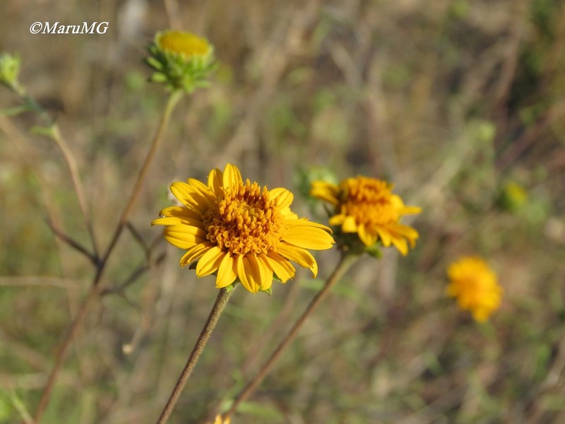 Aldama linearis photo 4