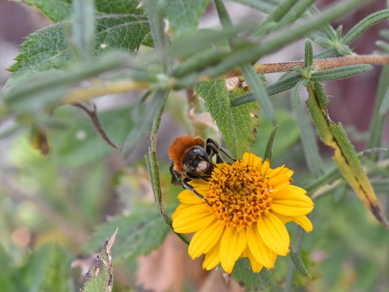 Aldama linearis photo 5