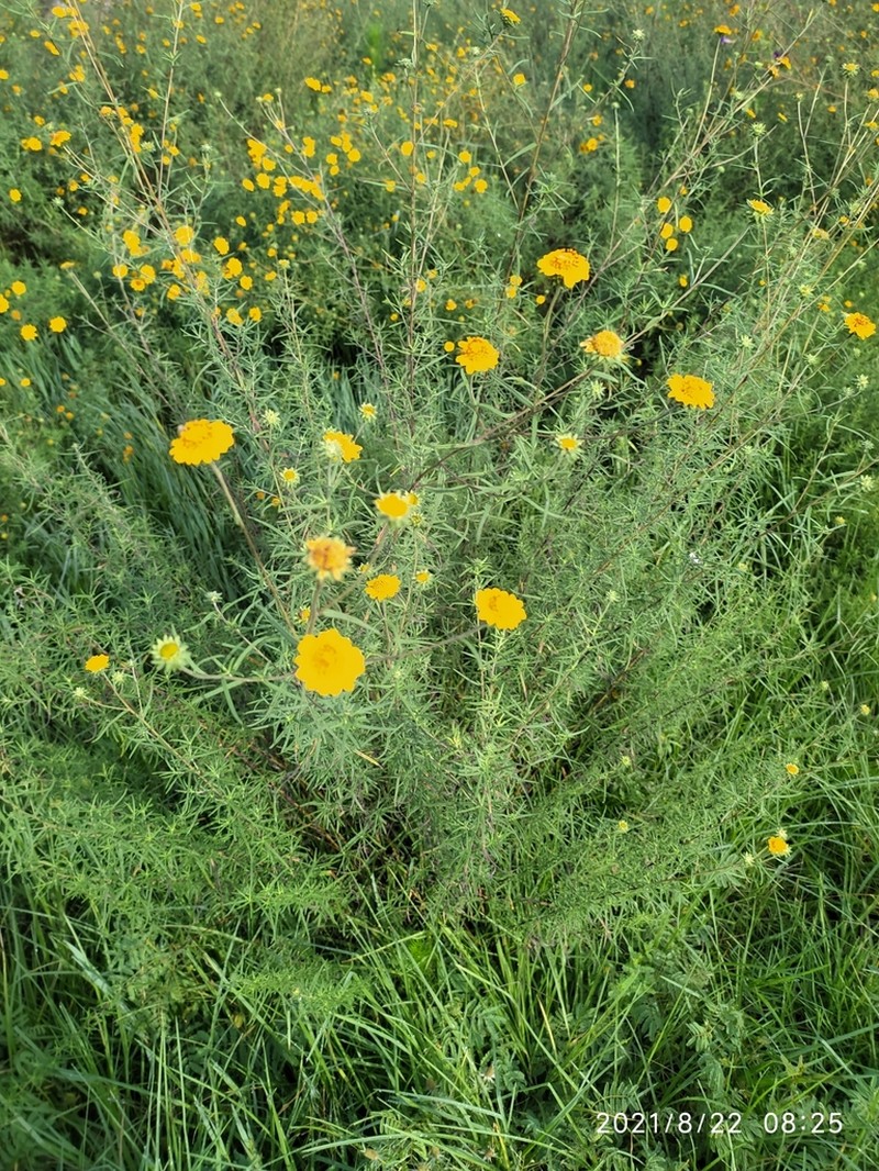 Aldama linearis photo 6