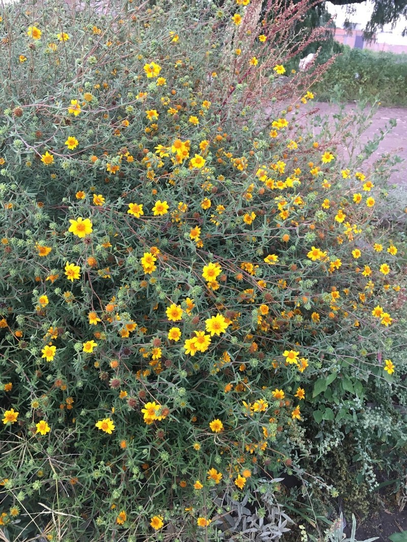 Aldama linearis photo 7