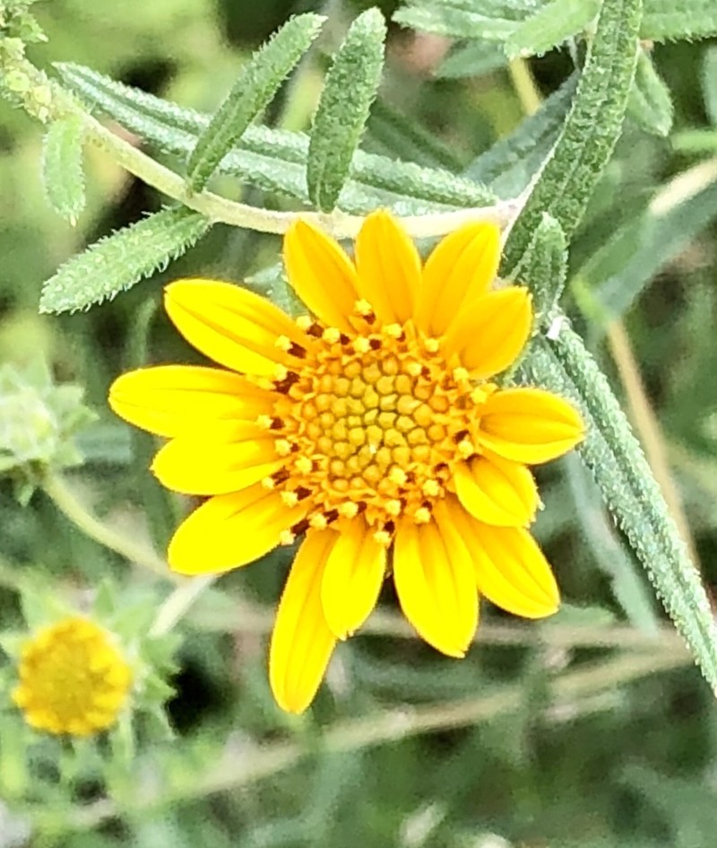 Aldama linearis photo 8