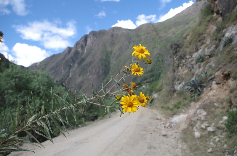 Aldama macbridei