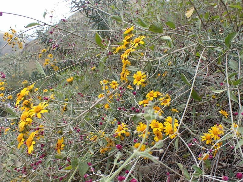Aldama macbridei photo 2