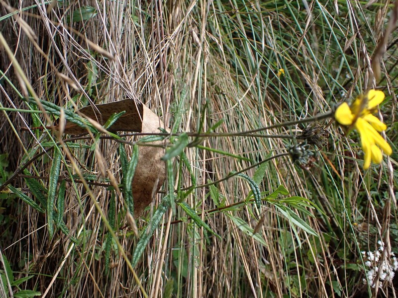Aldama macbridei photo 3