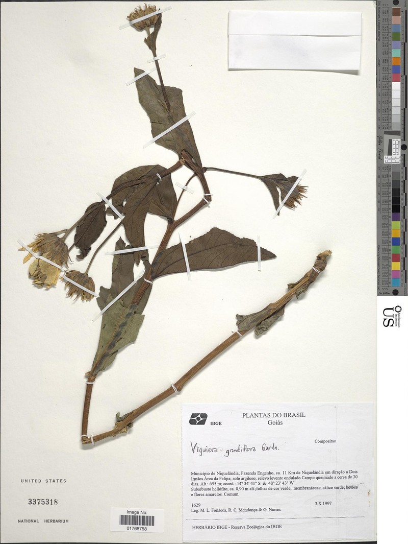 Aldama macropoda
