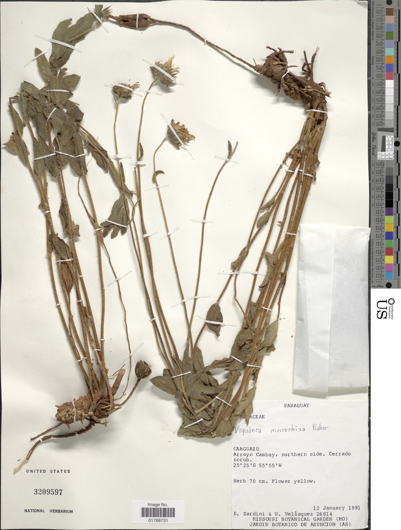 Aldama macrorhiza photo 2
