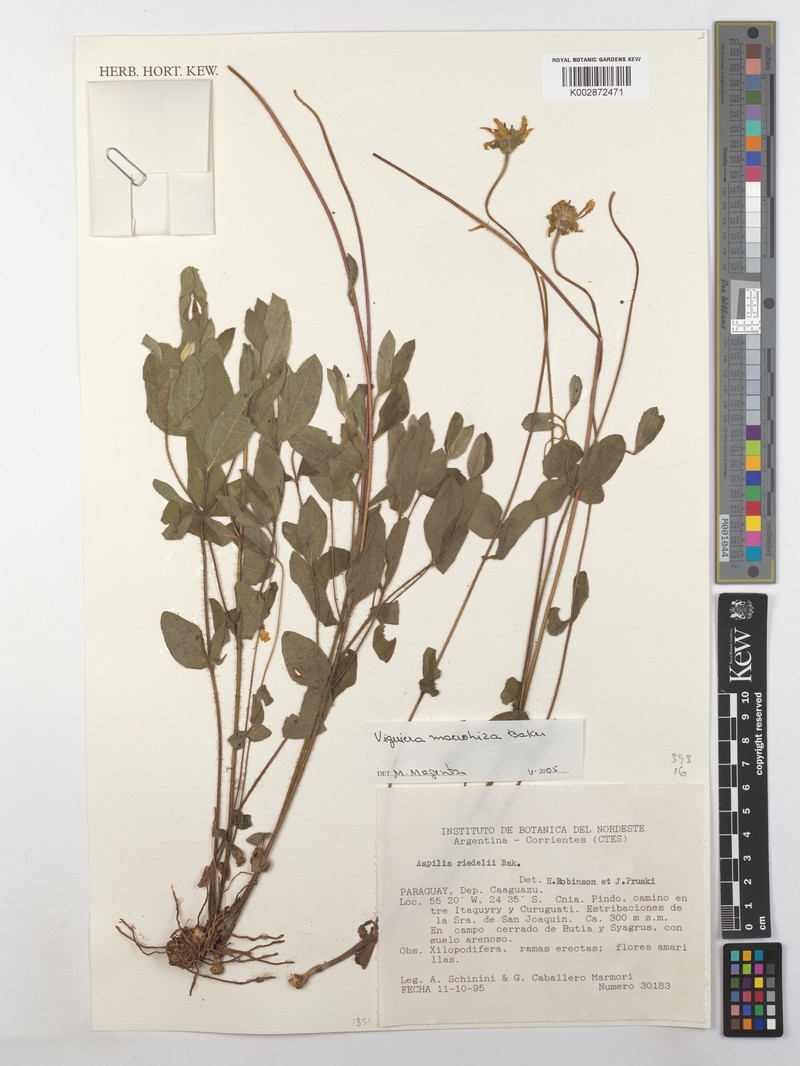 Aldama macrorhiza