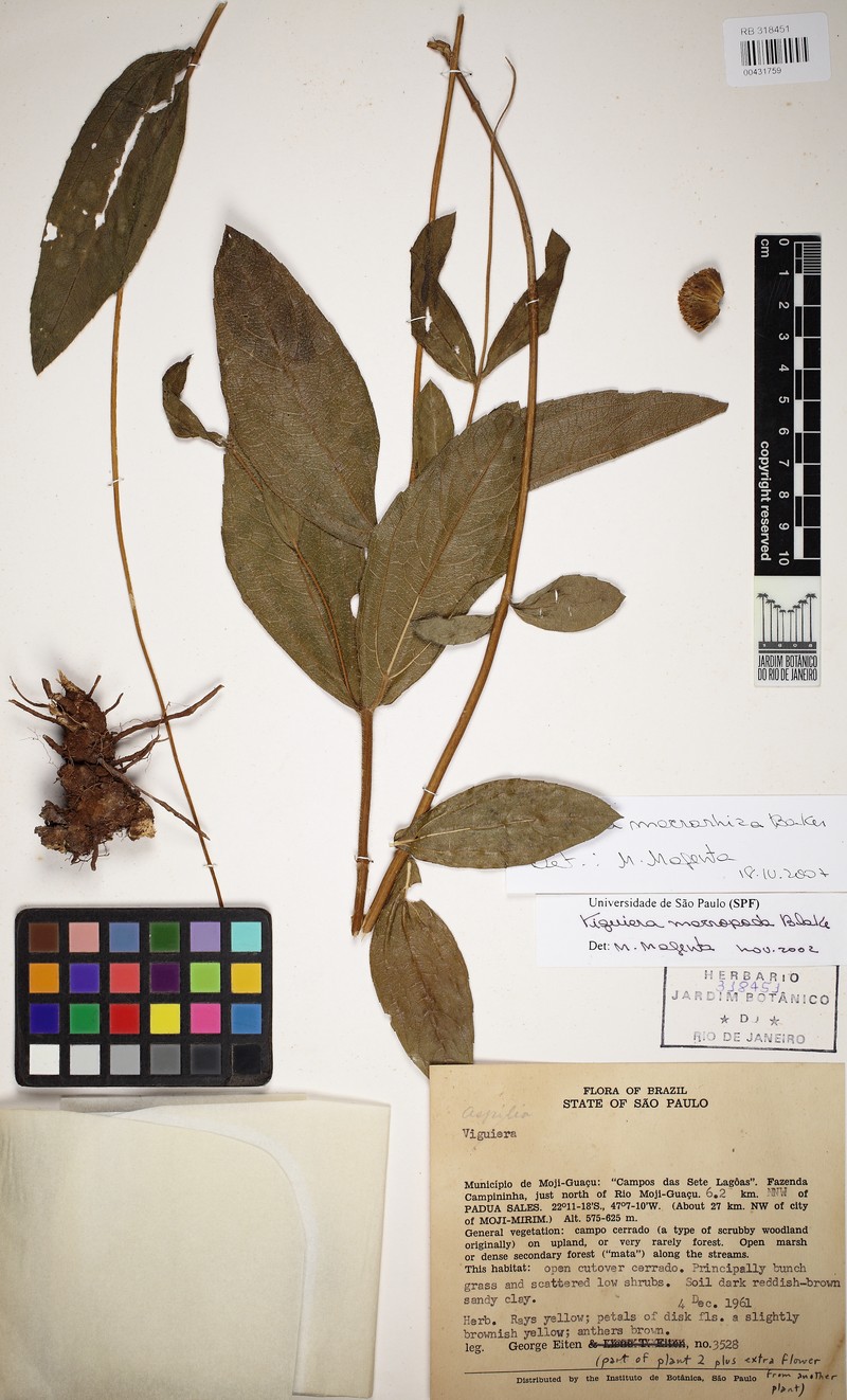 Aldama macrorhiza photo 3